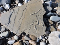 More fossils